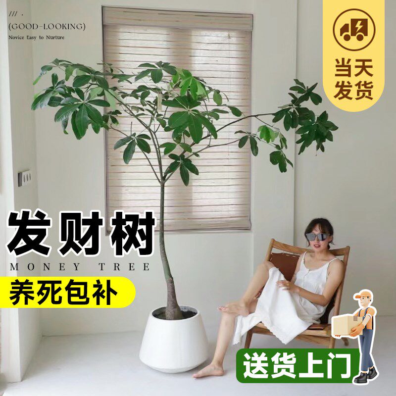 原生发财树盆栽老桩造型大棵室内客厅大型绿植乔迁新X居发财树好