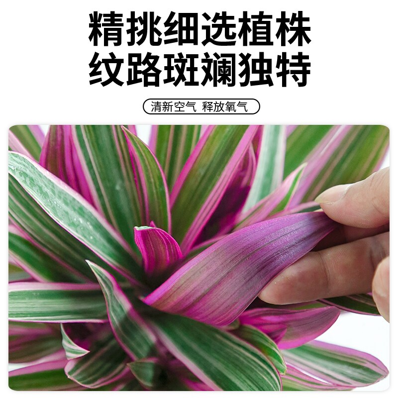 紫露兰盆栽室内前台花镜绿植好养A活家中轻奢四季花卉婚礼油画吊