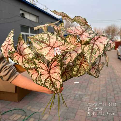 单支芋叶仿真绿植海芋彩芋叶婚庆路引插花花艺森系婚礼堂吊顶装饰