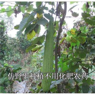 老时家带皮老丝瓜络煮水食用干丝瓜瓤2024新货农家老丝瓜筋无添加