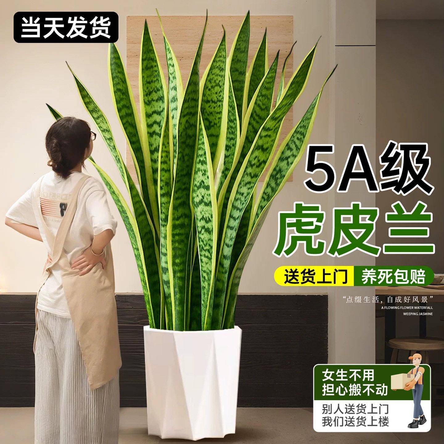 金边虎皮兰绿植客厅大型盆栽四季常青新房室内净化空气公室好养