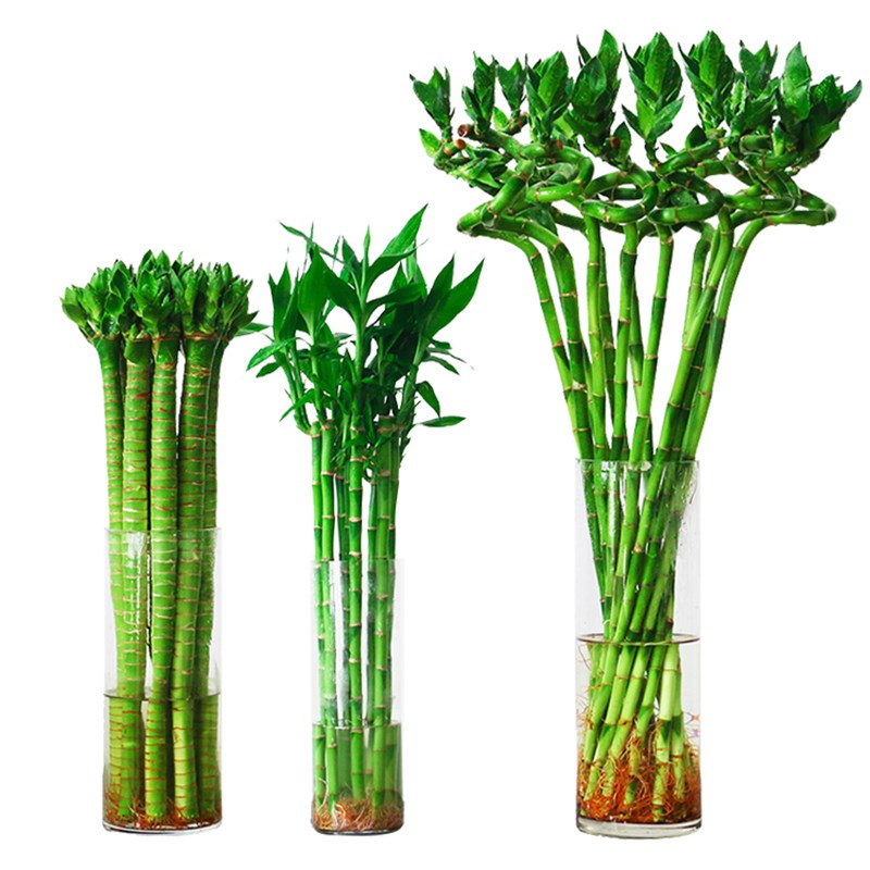 带根龙竹观音竹转运竹发财竹富贵竹植物水养客厅S室内盆栽水培绿