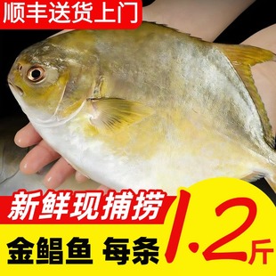 金鲳鱼超大特大新鲜冷冻湛江活新货平鱼鲳鳊鱼大金昌鱼海鲜水产鲜
