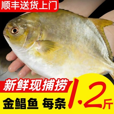鲳鱼新鲜冷冻海鲜水产现杀现捞
