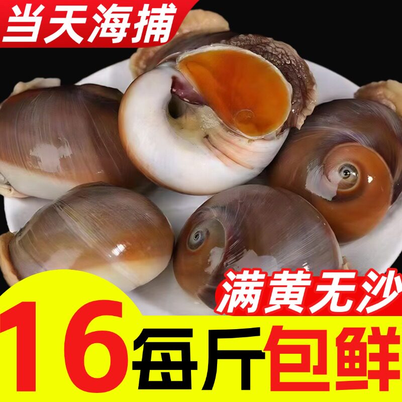 猫眼螺鲜活大号特大海海螺图片