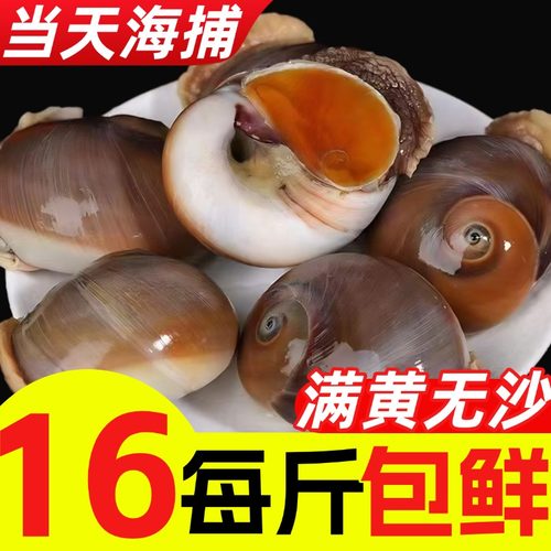 猫眼螺鲜活大号特大海海螺