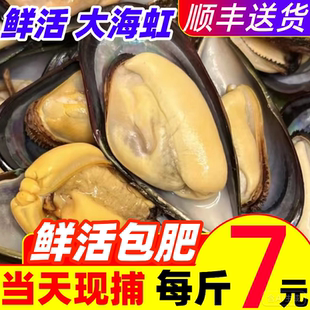 鲜活青口贝特大海虹新鲜海捕贻贝野生淡菜贝类10斤顺丰海鲜水产