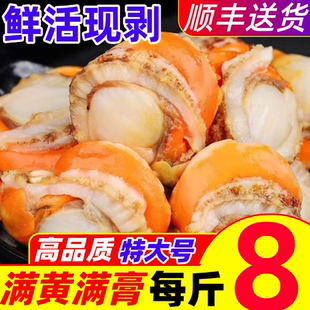 扇贝肉新鲜特级带黄带膏特大扇贝柱港湾贝商用蒜蓉红贝海鲜水产