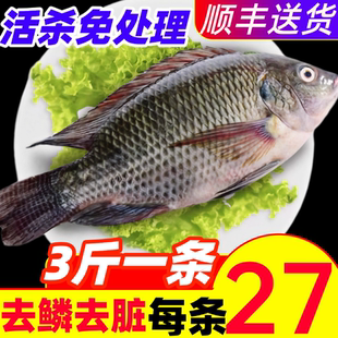 罗非鱼新鲜鲜活现杀整条去鳞去内脏冷冻商用鲷鱼片烧烤食材整箱