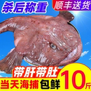 安康鱼鲜活鮟鱇鱼海鲜水产鱼鳍鱼肚鱼肝深海鱼魔鬼鱼整条蛤蟆丑鱼