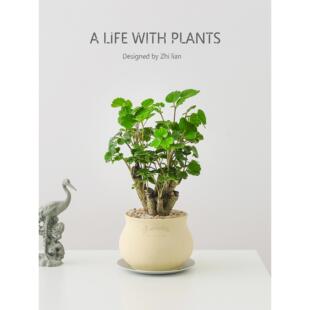 常青金钱兜桌面植物开业乔迁礼物 福禄桐钱多多室内绿植盆栽四季
