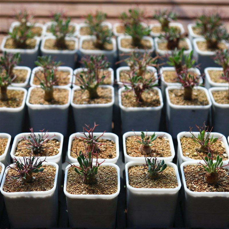 黑鬼殿厚墩菊Othonna euphorbioides块根优选矮霸多肉植物