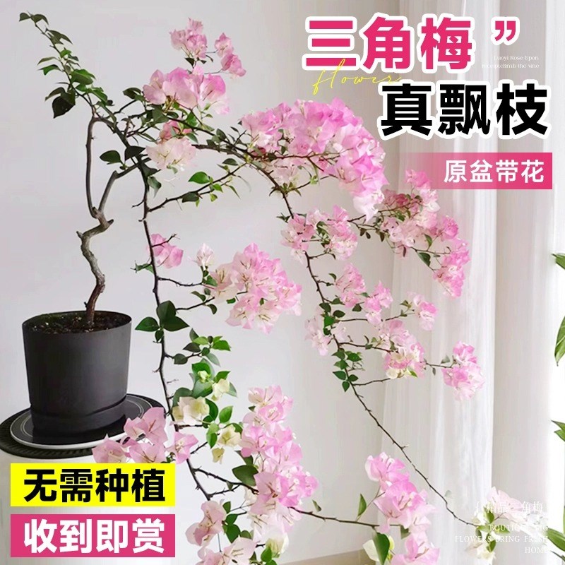 重瓣三角梅盆栽带花树苗飘枝不甜C西瓜垂丝老桩四季开花爬藤花卉