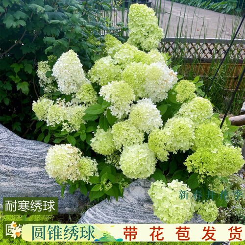 圆锥绣球棒棒糖香l草草莓耐晒耐寒木绣球树苗植物花卉盆栽花镜植