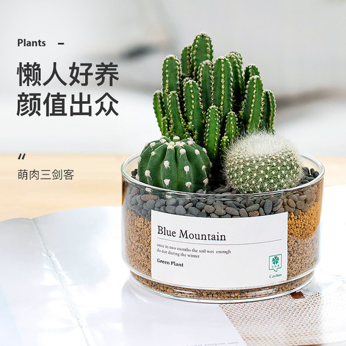 仙人掌创意多肉i组合盆栽仙人球花卉绿植物办公室内桌面好养易活