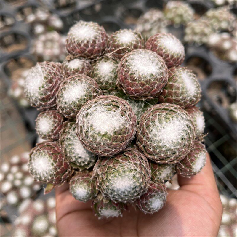 蛛丝卷娟 新手好养易群s生长生草多肉植物 室内新款稀有贵货盆栽