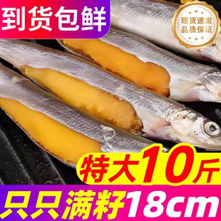 多春鱼满籽新鲜当季带籽鱼超特大个人吃多籽鱼单冻纯母体海鲜商用