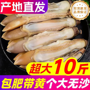 蛏王肉大个去壳冷冻蛏子肉速冻蛏王肉鲜活现剥圣子肉海鲜竹节蛏