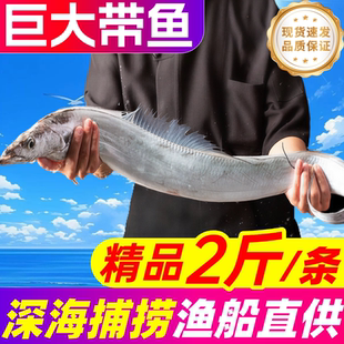 带鱼新鲜冷冻整条特大刀鱼无冰特级宽大号小眼带鱼段商用整箱海鱼