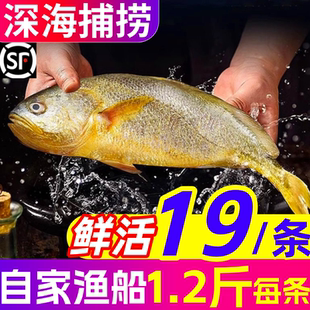 黄花鱼新鲜大黄鱼鲜活冷冻黄花鱼鲞生鲜黄瓜鱼海鱼商用海鲜水产