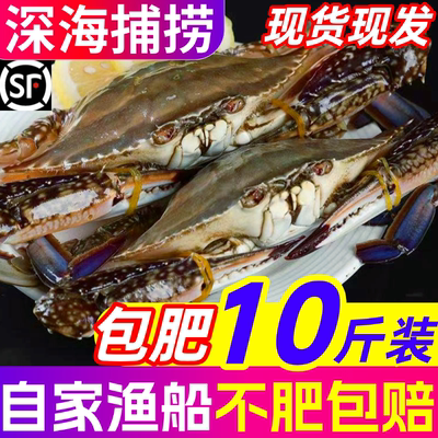 梭子蟹新鲜野生海鲜公蟹母蟹超大红膏蟹特大冷冻飞蟹包肥整箱10斤