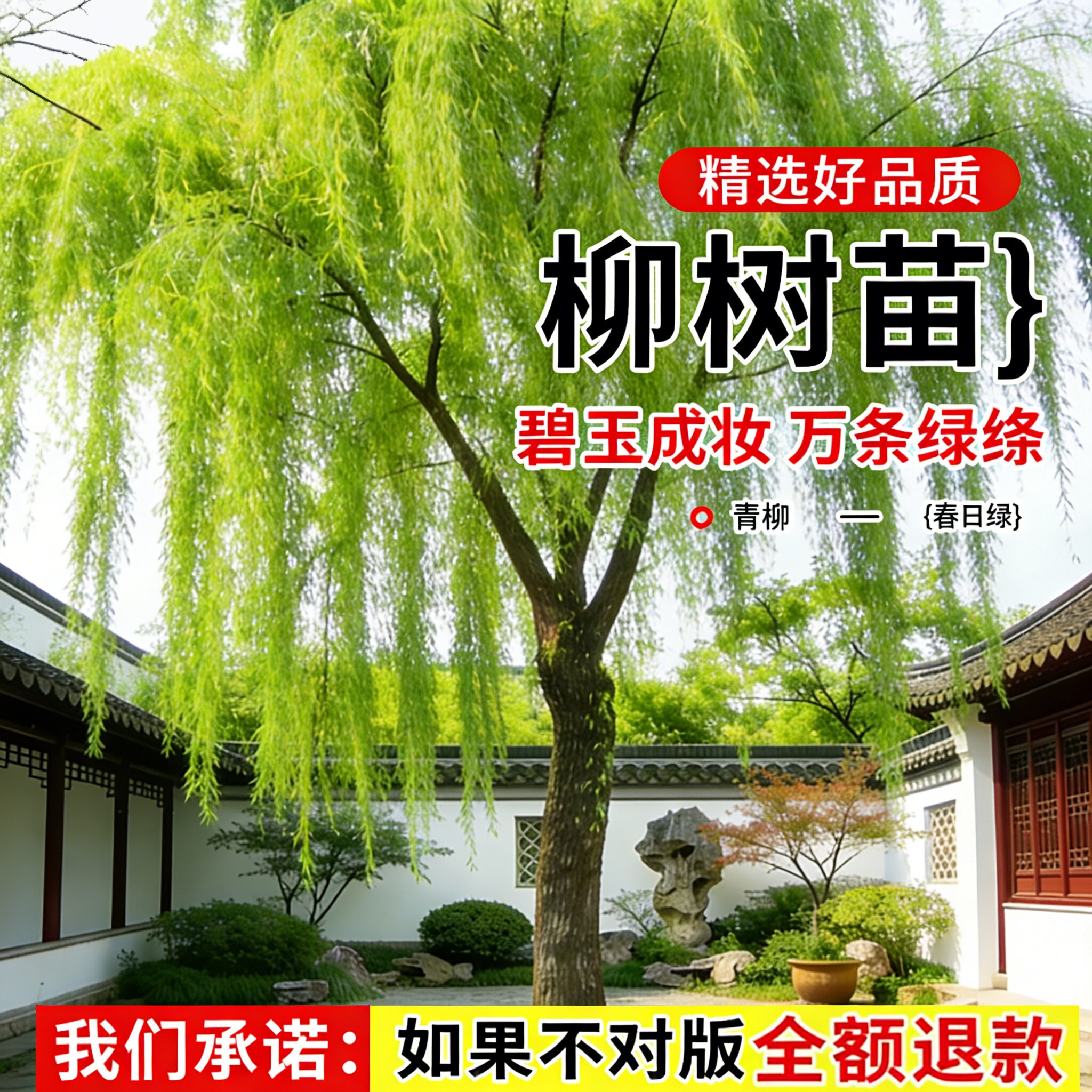 青柳柳树树苗公园绿化风景树耐寒树苗苗柳树垂柳行道树乔木大树