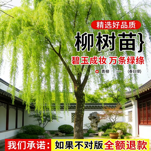青柳柳树树苗公园风景树耐寒庭院
