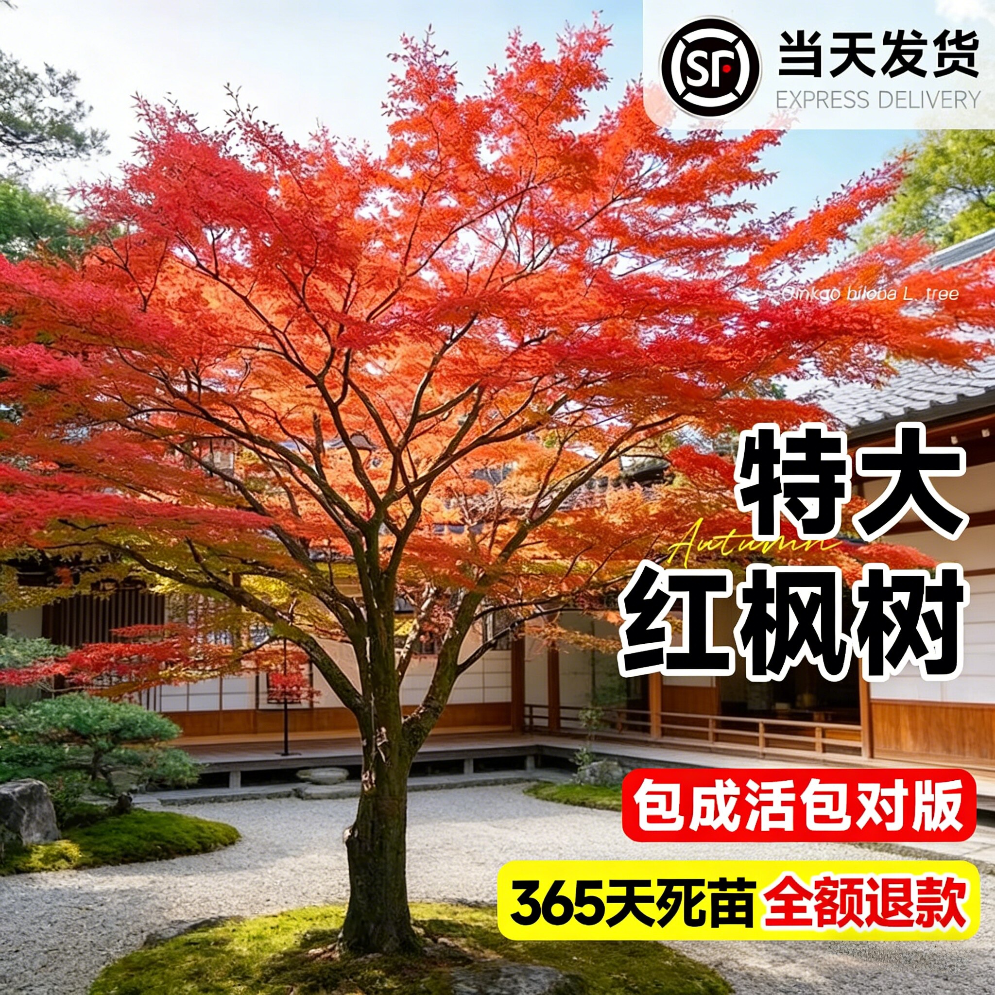 正宗日本红枫红舞姬树苗行道树图片