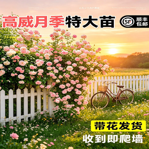 詹姆斯高威月季爬藤大苗浓香花卉