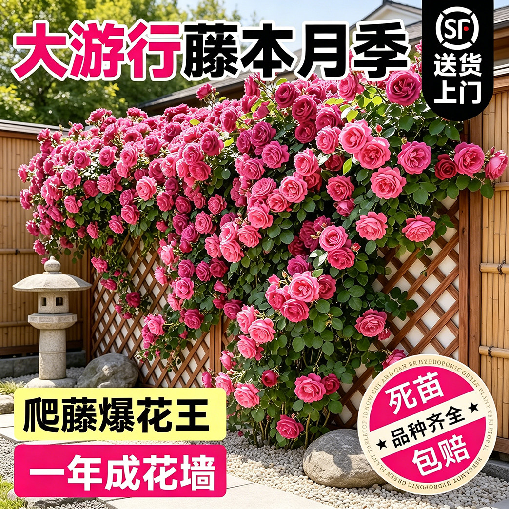 大游行藤本月季爬藤大花大苗庭院