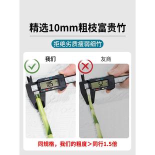 富贵竹水培植物水养粗杆发财树带根绿植转运竹子花卉盆栽室内客厅