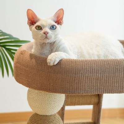 猫爬架猫窝一体小户型矮脚通用麻绳抓柱攀爬磨爪夏季凉席猫咪玩具
