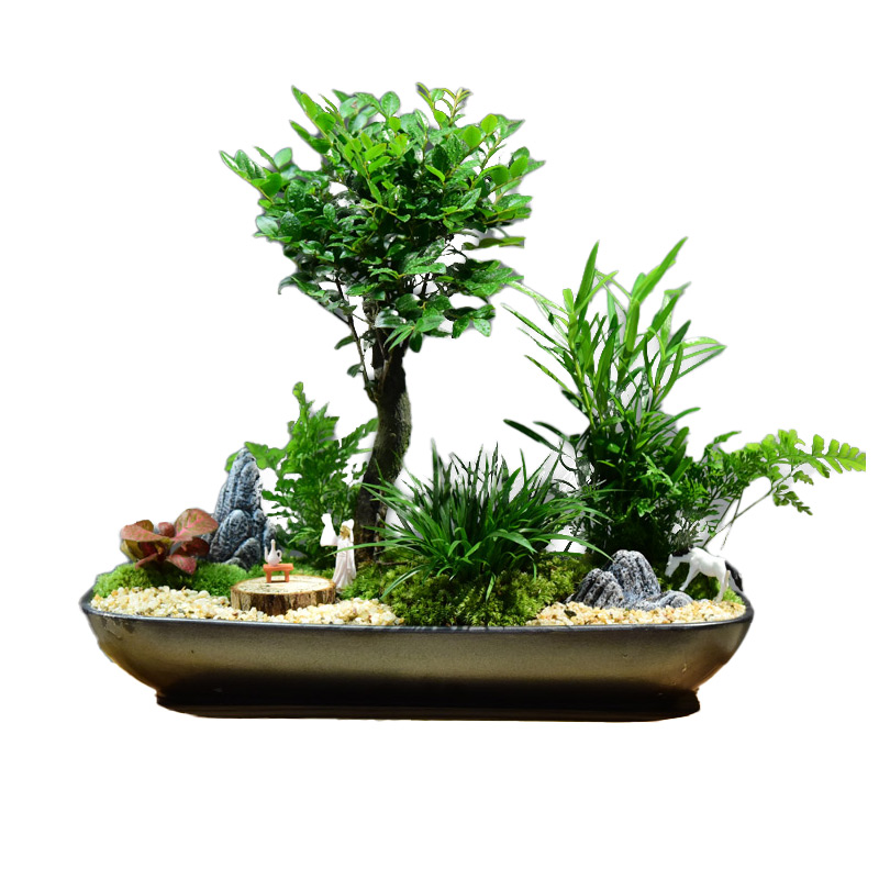 黑骨茶小叶紫檀盆栽室内客厅好养绿植盆景办公室桌面植物装饰