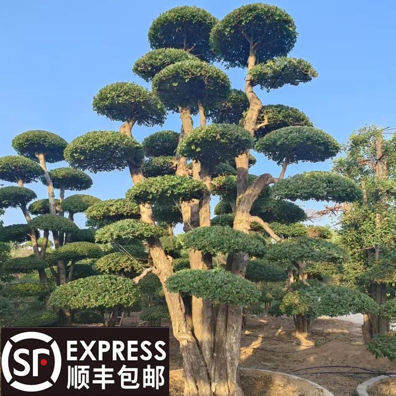 小叶女贞造型树庭院别墅景观女贞多头造型盆景地景树四季常青绿植