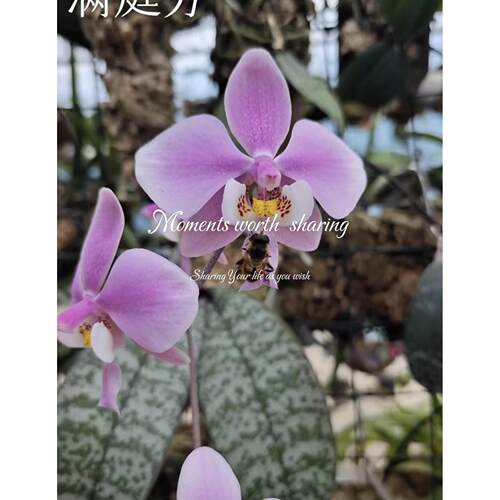 银叶西蕾丽 满庭芳蝴蝶兰陈十三蝴蝶兰Phal.schilleriana玫瑰香