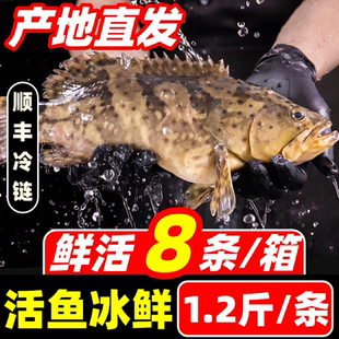 石斑鱼超大鲜活冷冻深海鱼老虎斑龙胆龙趸海鲜水产石头斑珍珠斑