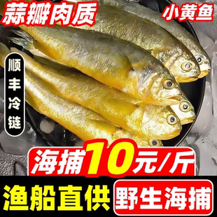 小黄鱼野生海捕小黄花鱼新鲜鲜活冷冻烧烤商用非大黄鱼水产海鲜