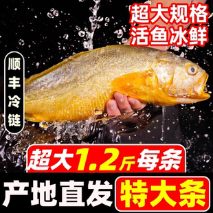 黄花鱼黄鱼鲞小黄鱼黄花鱼鲞生鲜新鲜冷冻大黄鱼海鱼黄瓜海鲜水产