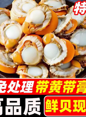新鲜特大超大带膏黄扇贝肉