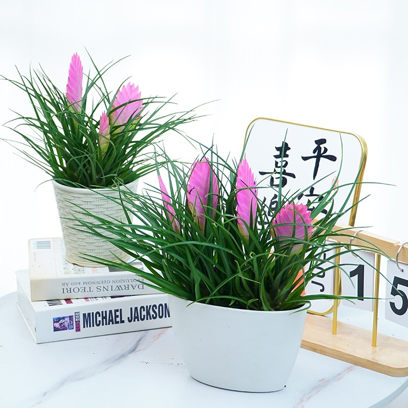 铁兰花苗盆栽紫花凤梨带花剑花苞室内四季好养绿植办公室桌面盆景