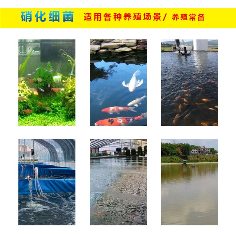 硝化细菌鱼缸用净水剂鱼药养鱼净化水质稳定剂分解鱼粪消化活菌液
