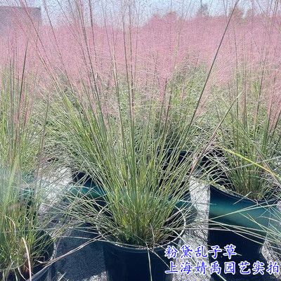 粉黛乱子草矮蒲苇羽毛草金叶石菖蒲小兔子狼尾草荒野风格植物花镜