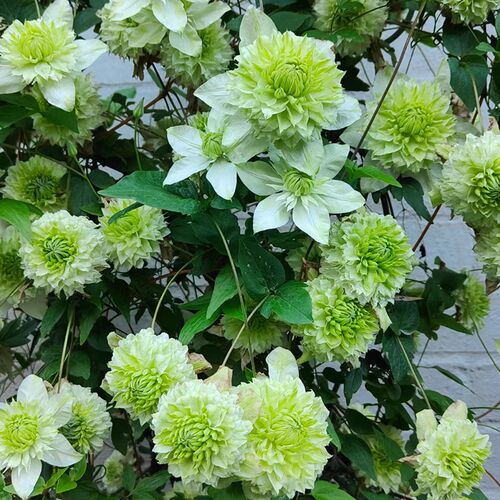 小绿铁线莲花大苗阳台盆栽绿植重瓣大花庭院藤本爬藤攀援植物四季