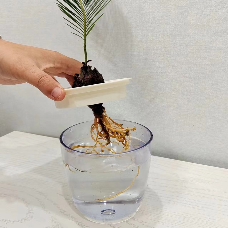 桌面小铁树专用水培花盆苏铁小花瓶水养小铁树植物办公室桌子装饰
