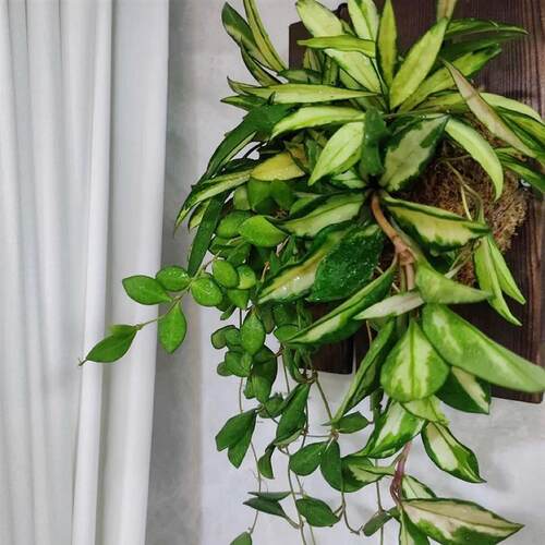 板植球兰 室内多种球兰挂墙式植物 好养绿植开花植物 北欧风