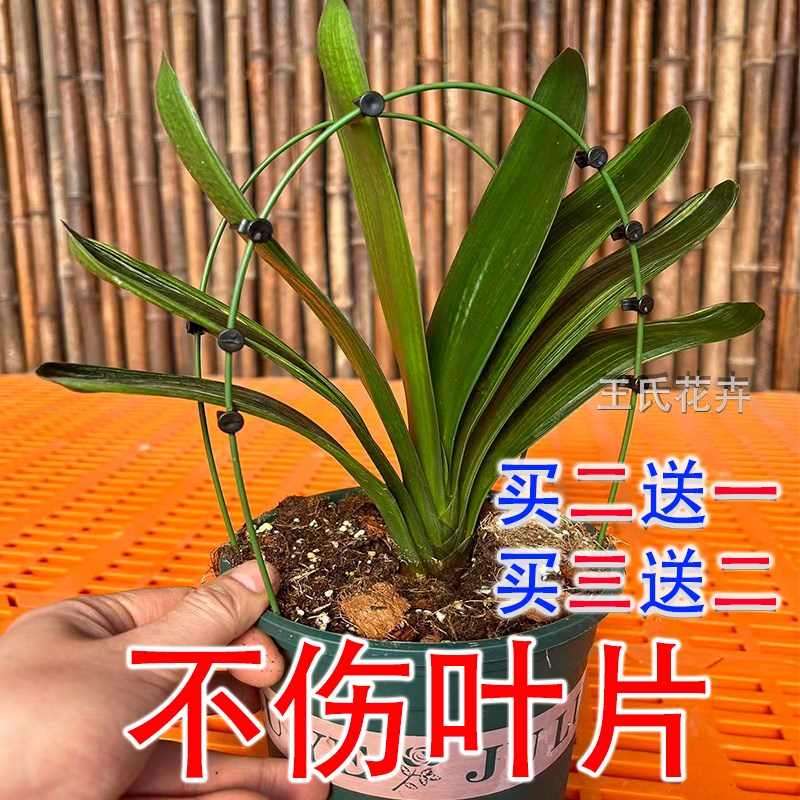君子兰专用矫正花架定型矫正固定防长偏调整叶子间距