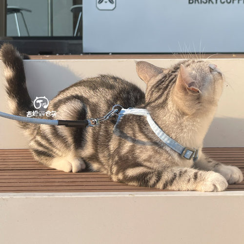 做工很棒遛猫绳可调节猫咪牵引绳套装小狗绳渐层色工字抱婴袋防