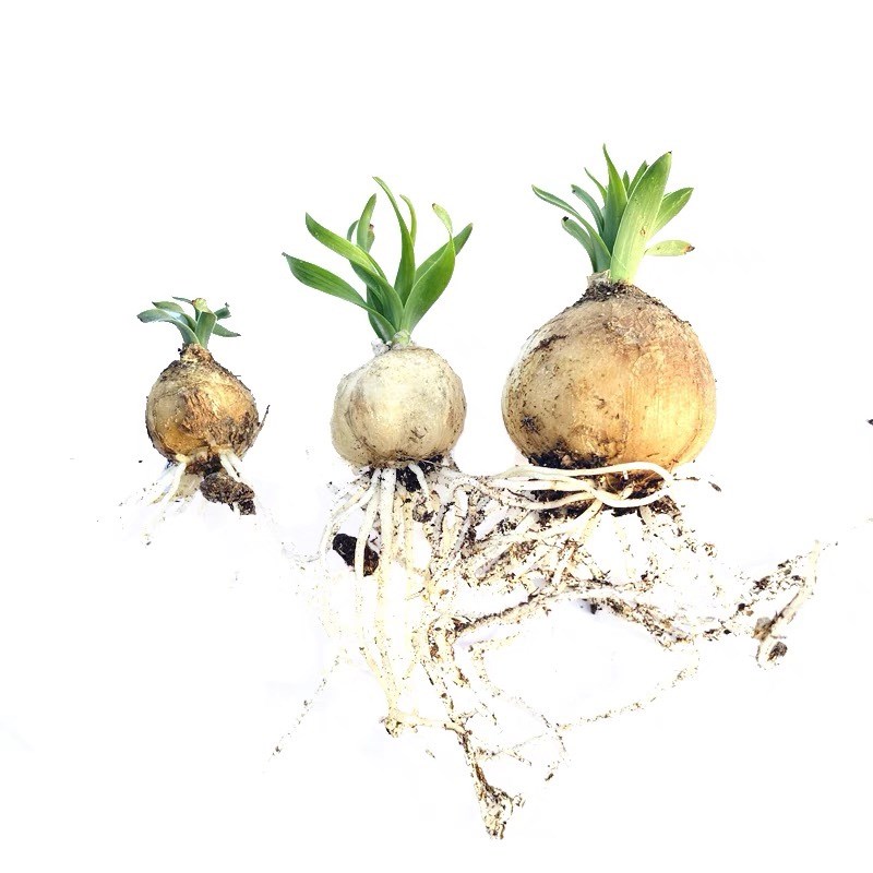 多肉植物宽叶弹簧草稀有花卉绿植小盆栽创意生活阳台客厅卧室趣味