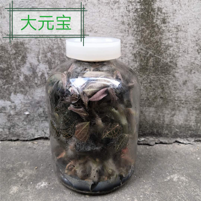 福建金线莲种苗种植 母苗驯化苗组培苗石斛苗 尖叶红霞大叶品种