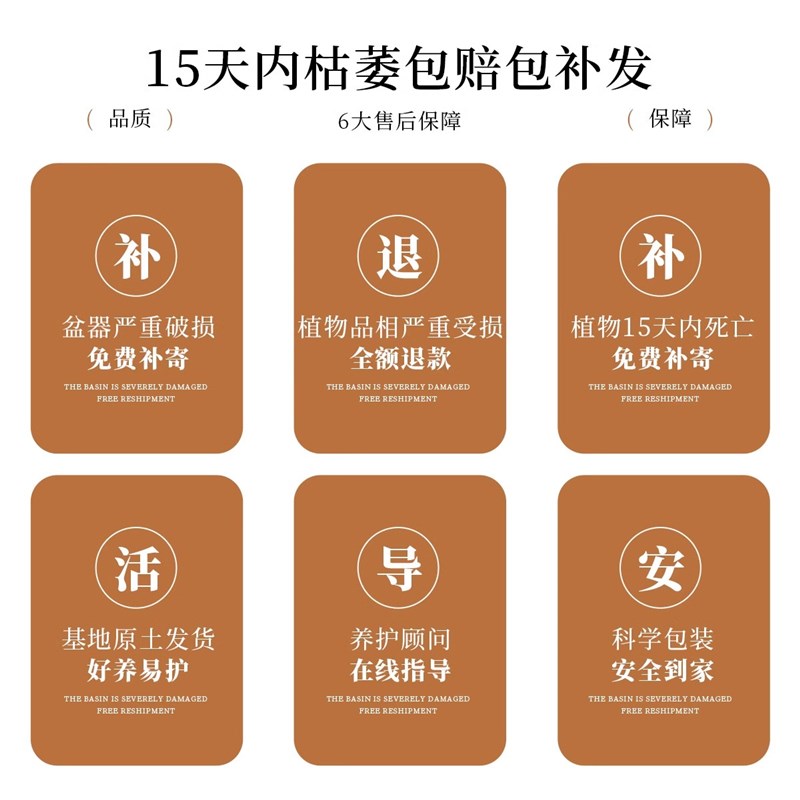 金枝玉叶盆栽多肉植物造型老桩罕见稀有品种大株肉肉花卉桌面摆件